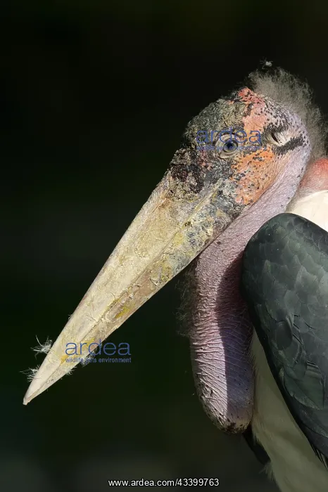  : Marabou stork (Leptoptilos crumeniferus), portrait