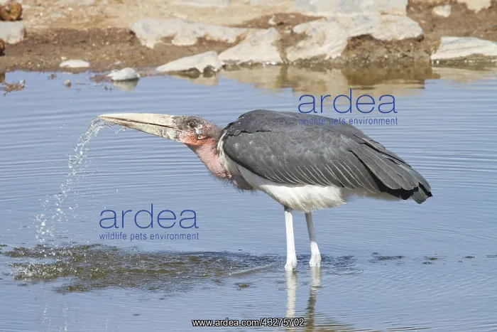 : Marabou Stork (Leptoptilos crumeniferus) raisin : Marabou Stork (Leptoptilos crumeniferus) raisin