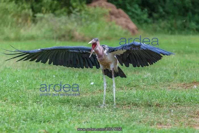 : Marabou stork opens up the wings in Masai Mara : Marabou stork opens up the wings in Masai Mara