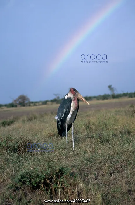 : Marabou Stork and Rainbow : Marabou Stork and Rainbow
