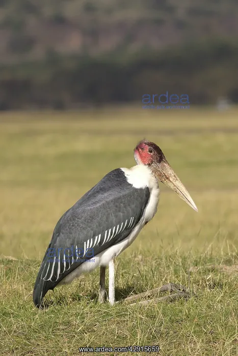 : Marabou Stork - resting : Marabou Stork - resting