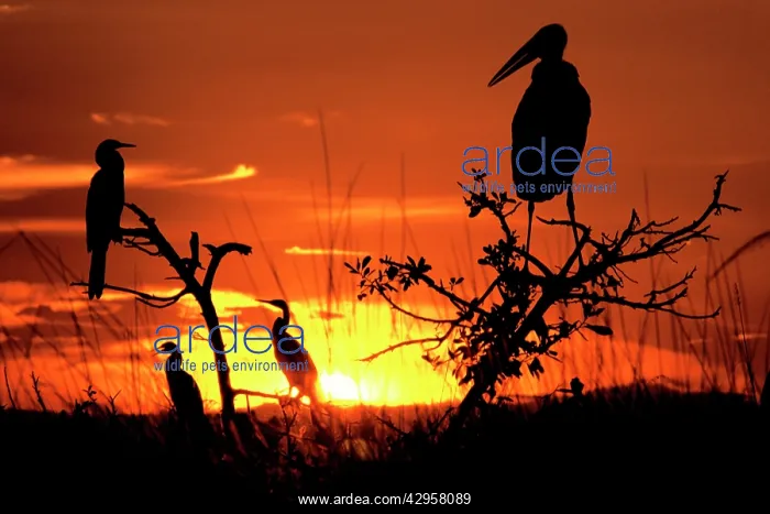 : Marabou Stork - At sunset : Marabou Stork - At sunset