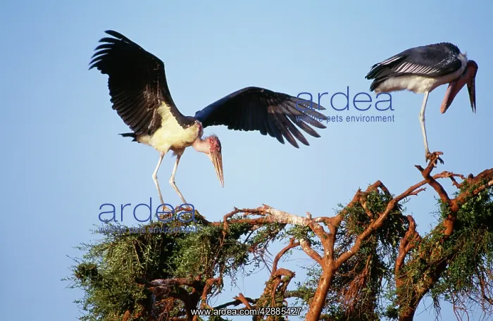  : Marabou STORK - with wings outstretched
