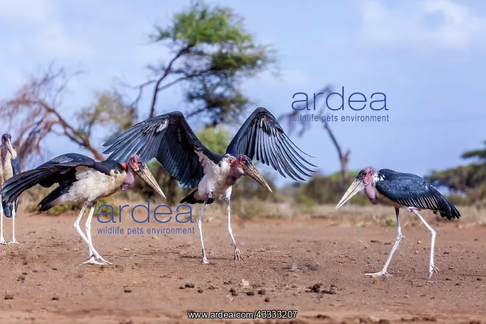 : Marabou storks in Amboseli National Park, Kenya : Marabou storks in Amboseli National Park, Kenya