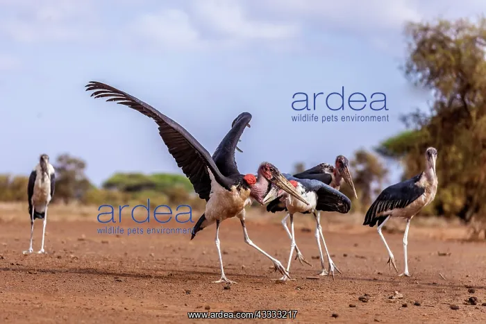 : Marabou storks in Amboseli National Park, Kenya : Marabou storks in Amboseli National Park, Kenya