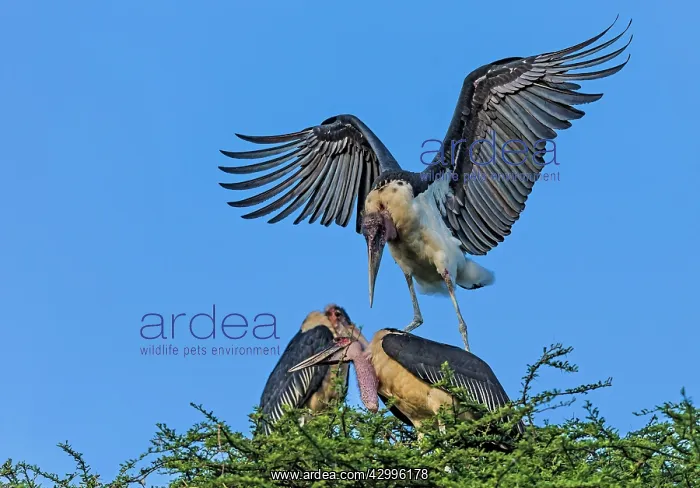 : Marabou Storks courting : Marabou Storks courting