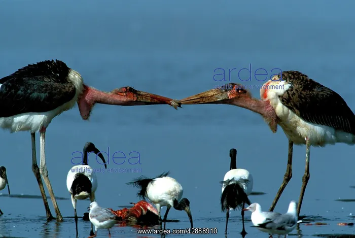 : Marabou Storks - two fighting over prey : Marabou Storks - two fighting over prey