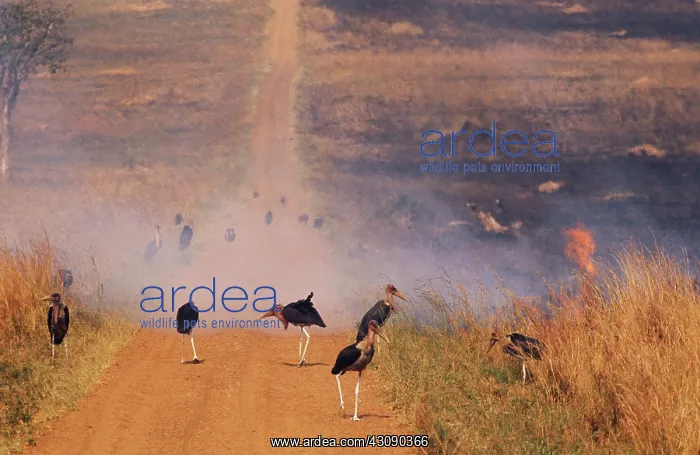: Marabou Storks at Fire : Marabou Storks at Fire