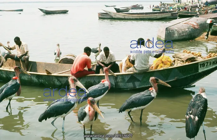 : Marabou STORKS - by fishing boat : Marabou STORKS - by fishing boat