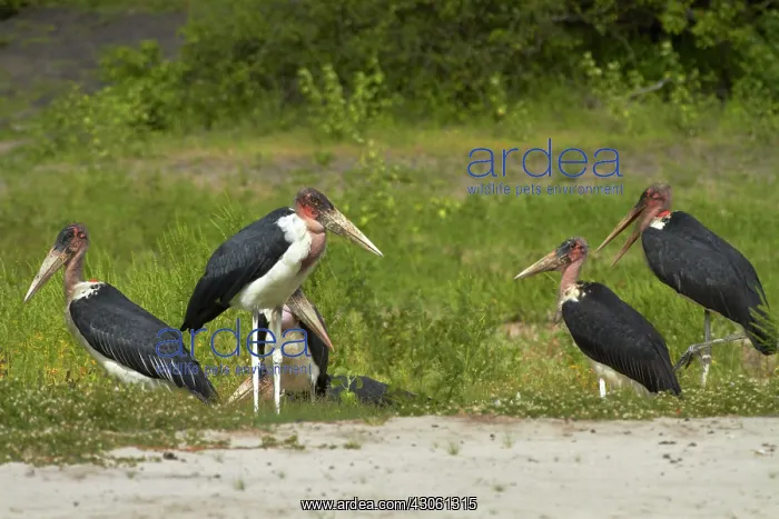 : Marabou Storks (Leptoptilos crumeniferus) : Marabou Storks (Leptoptilos crumeniferus)