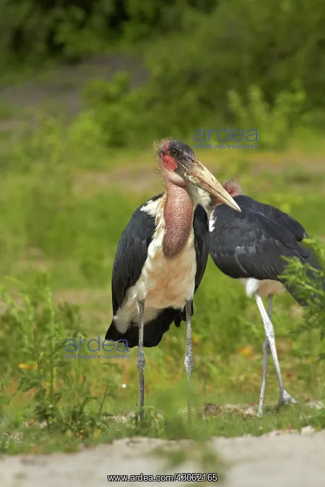 : Marabou Storks (Leptoptilos crumeniferus) : Marabou Storks (Leptoptilos crumeniferus)