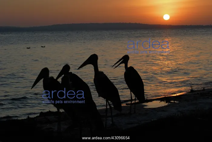 : Marabou Storks in Silhouette : Marabou Storks in Silhouette