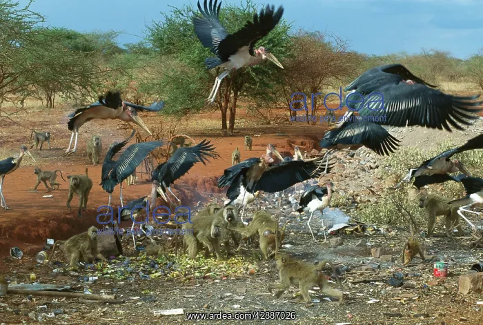  : Marabou Storks and Yellow baboons (Papio cynocephalus)