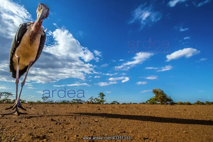: Marabu stork looking for food in Amboselli National : Marabu stork looking for food in Amboselli National