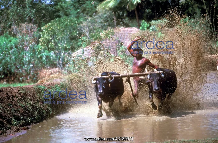 : Maramadi cattle race, Kerala, India, Asia : Maramadi cattle race, Kerala, India, Asia