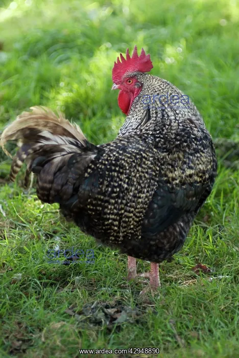  : Maran Cockerel - turning head
