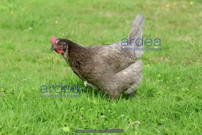 : Maran - Domestic Chicken Breed : Maran - Domestic Chicken Breed
