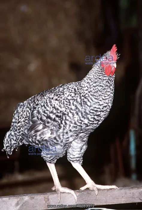 : MARANS CHICKEN : MARANS CHICKEN