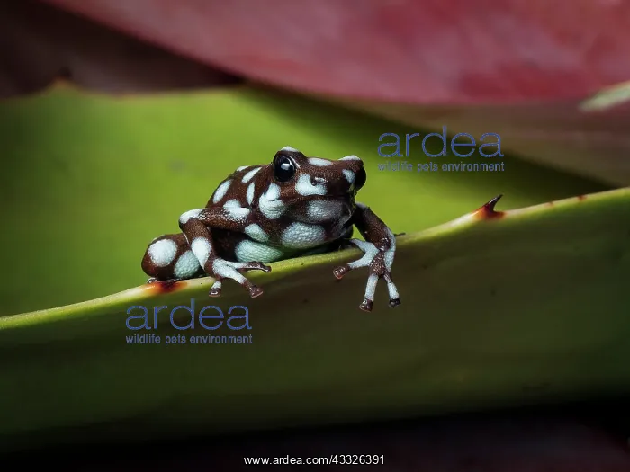 : Maraon Poison-frog (Excidobates mysteriosus), l : Maraon Poison-frog (Excidobates mysteriosus), l