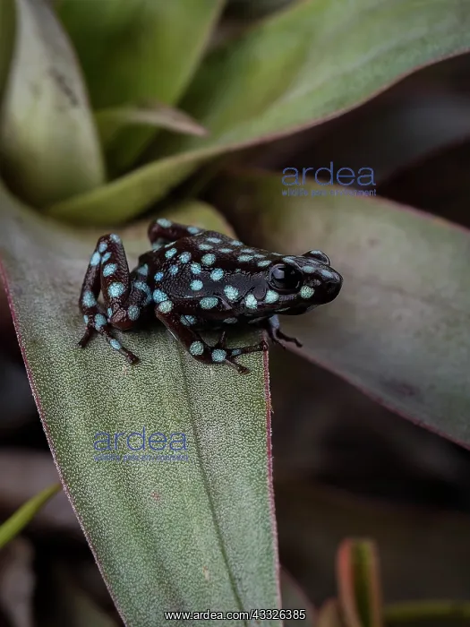 : Maraon Poison-frog (Excidobates mysteriosus), s : Maraon Poison-frog (Excidobates mysteriosus), s