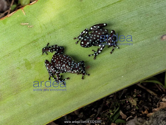 : Maraon Poison-frog (Excidobates mysteriosus), s : Maraon Poison-frog (Excidobates mysteriosus), s