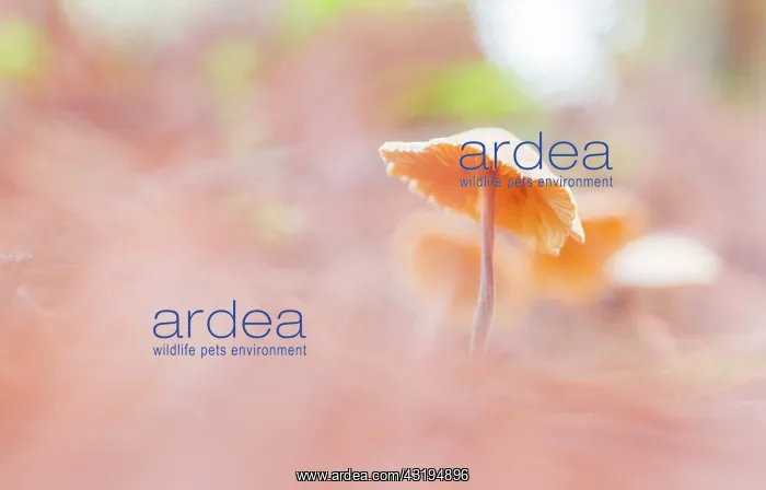 : Marasmius genus fungus in the leaf litter of the : Marasmius genus fungus in the leaf litter of the