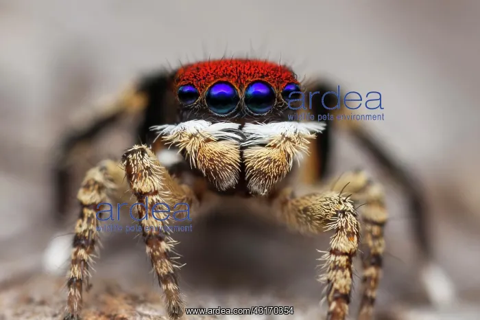  : a Maratus madelineae I found in Western Australia
