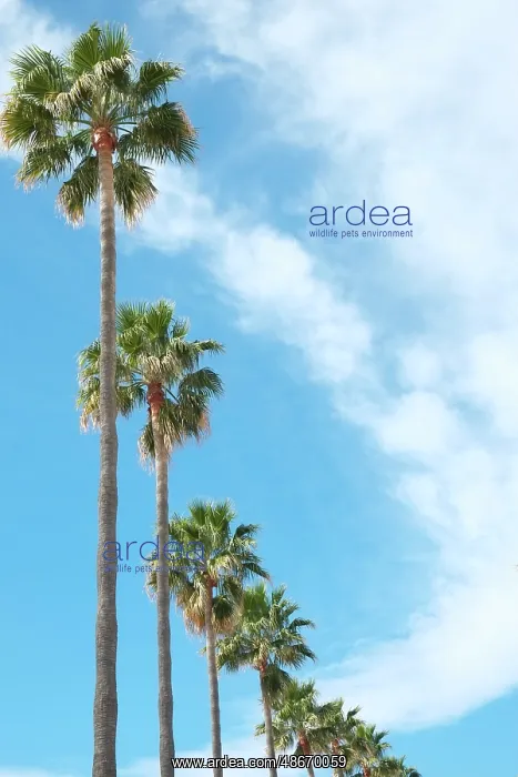 : Marbella, Spain. Palm trees and clouds : Marbella, Spain. Palm trees and clouds