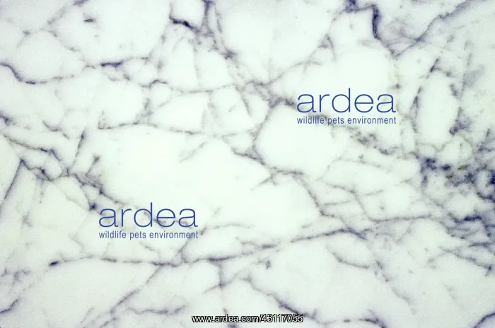 : Marble. Close up of a delicate marble rock pattern : Marble. Close up of a delicate marble rock pattern