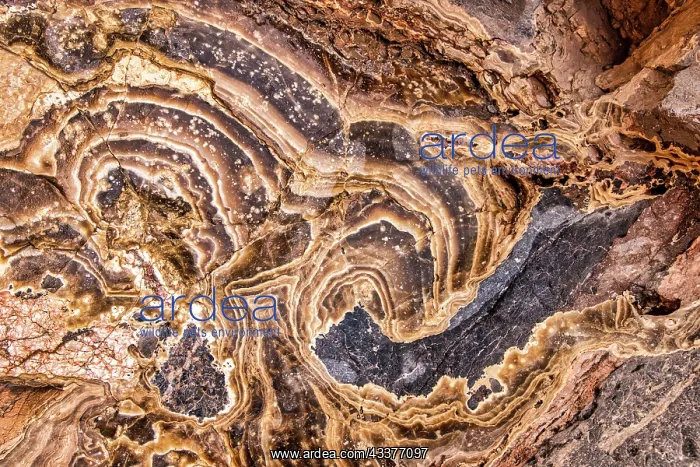 : Marble Abstract, Titus Canyon, Death Valley : Marble Abstract, Titus Canyon, Death Valley