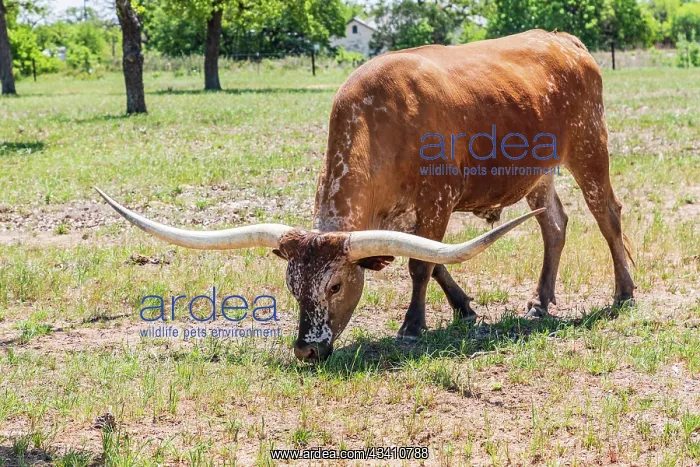 : Marble Falls, Texas, USA. Longhorn cattle in the : Marble Falls, Texas, USA. Longhorn cattle in the
