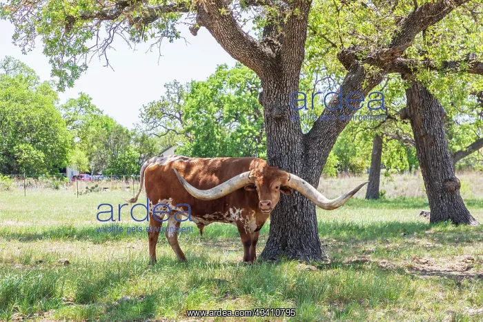 : Marble Falls, Texas, USA. Longhorn cattle in the : Marble Falls, Texas, USA. Longhorn cattle in the