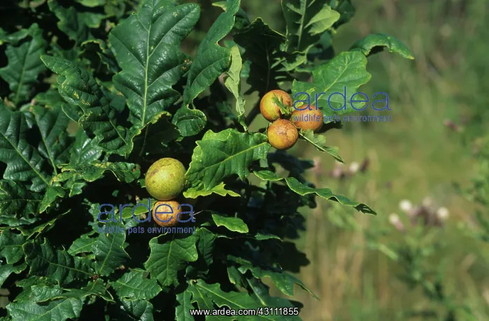 : Marble gall wasp galls : Marble gall wasp galls