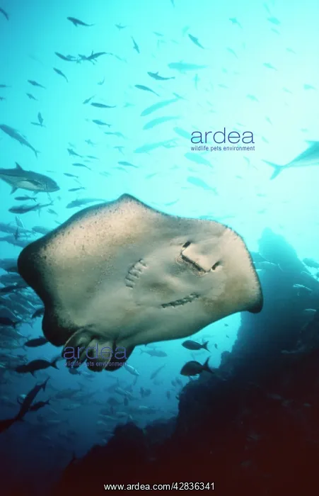 : Marble RAY : Marble RAY