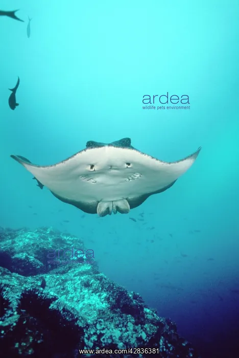 : Marble Ray / Marbled Ray : Marble Ray / Marbled Ray