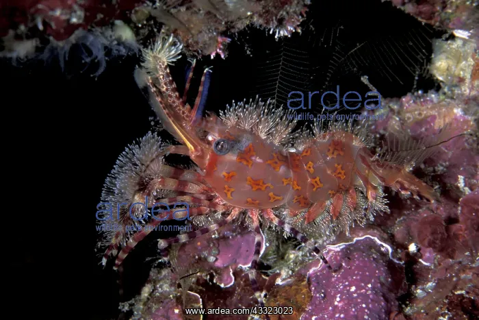 : Marble shrimp, Saron sp. Witu, West New Britain, Papua New : Marble shrimp, Saron sp. Witu, West New Britain, Papua New