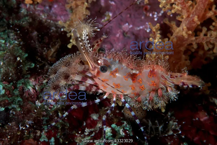 : Marble shrimp, Saron sp. Witu, West New Britain, Papua New : Marble shrimp, Saron sp. Witu, West New Britain, Papua New