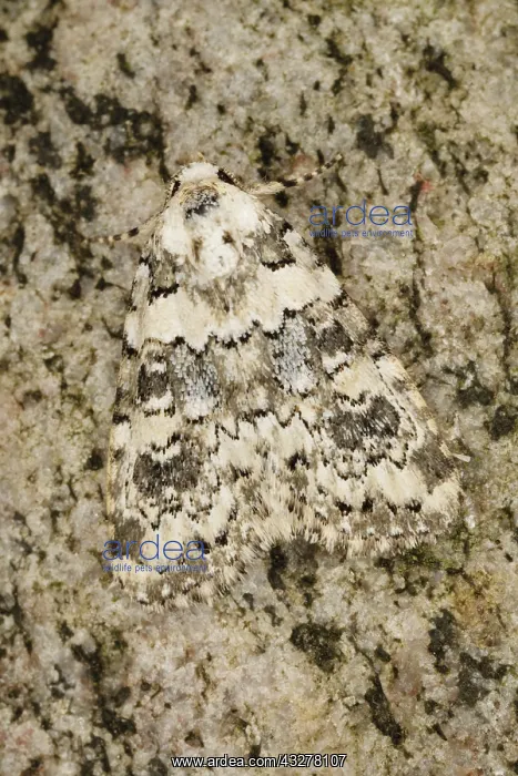 : Marbled Beauty (Bryophila domestica) resting on : Marbled Beauty (Bryophila domestica) resting on