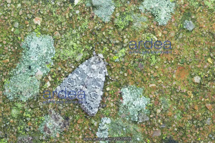 : Marbled Beauty Moth : Marbled Beauty Moth