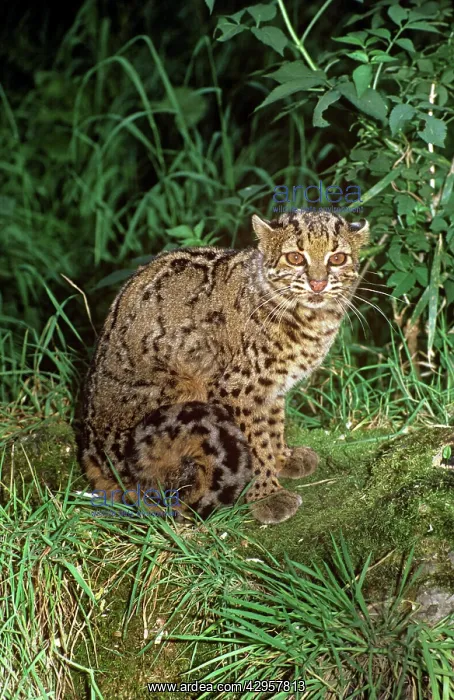 : Marbled cat - female : Marbled cat - female