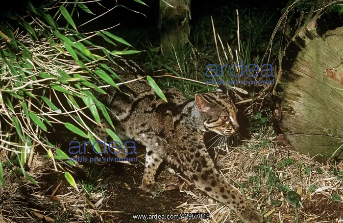 : Marbled cat - male : Marbled cat - male
