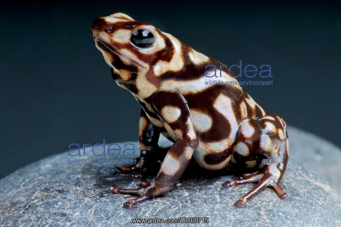 : Marbled dart frog (Dendrobates auratus) on black : Marbled dart frog (Dendrobates auratus) on black