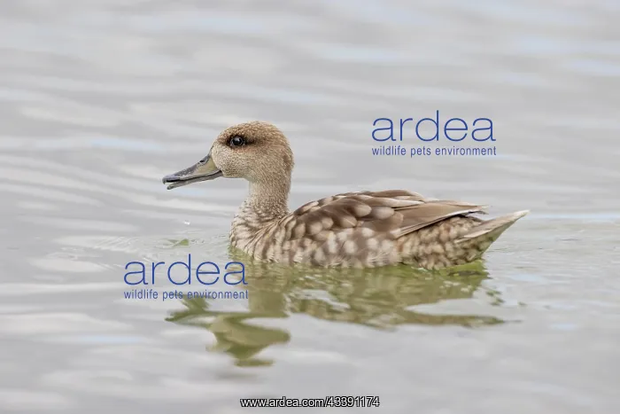: Marbled Duck (Marmaronetta angustirostris) swimming : Marbled Duck (Marmaronetta angustirostris) swimming