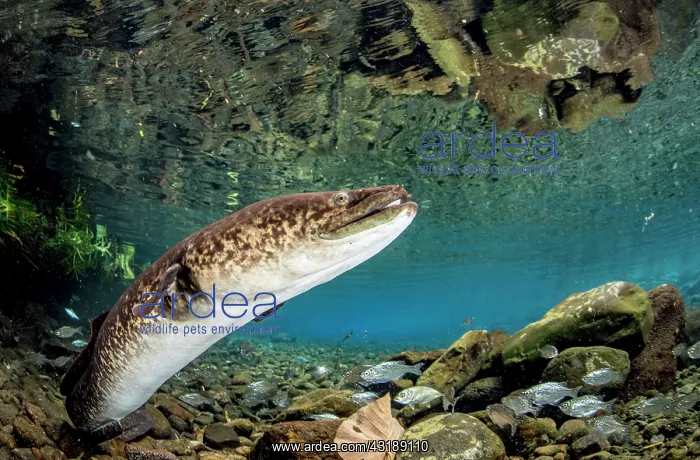: Marbled Eel (Anguilla marmorata), Tahiti, French : Marbled Eel (Anguilla marmorata), Tahiti, French