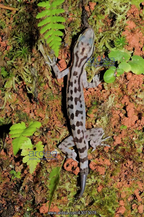 : Marbled Forest gecko : Marbled Forest gecko