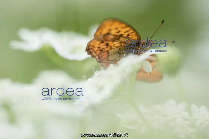 : Marbled Fritillary : Marbled Fritillary