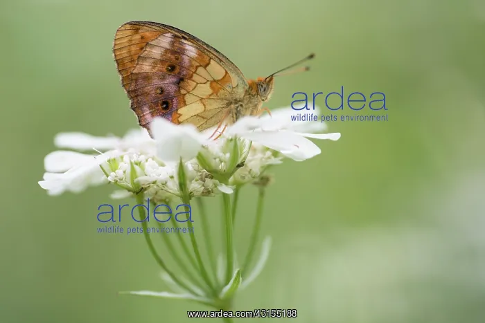 : Marbled Fritillary : Marbled Fritillary
