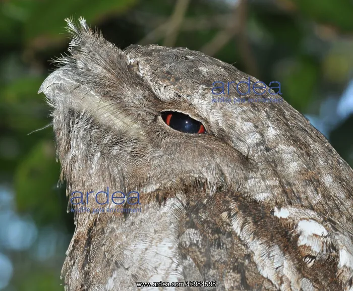 : Marbled Frogmouth : Marbled Frogmouth