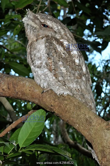 : Marbled Frogmouth : Marbled Frogmouth