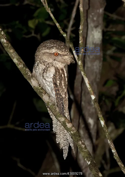 : Marbled Frogmouth : Marbled Frogmouth
